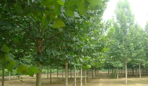 价格优惠 湘潭13公分法桐产地