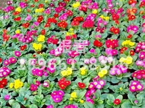 青州市树庆花卉苗木专业合作社 山东草花种植基地的繁荣之路