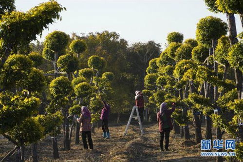 苗木种植 绿色银行助农增收新路径