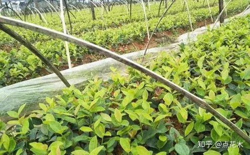 苗木种植新风口 果实经济与生态双赢的经营之道