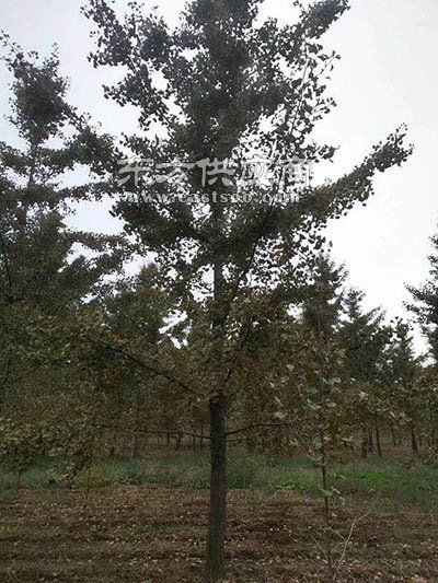 天津与邳州 探访盆栽银杏树苗的产销之旅