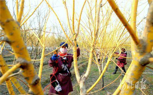 河北博野 绿色产业富民强县的树木种植经营实践