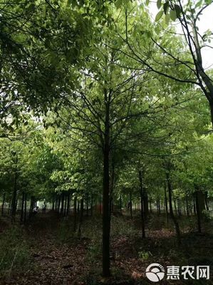 15公分全冠香樟 城市绿化的优选苗木及其农副产品销售价值