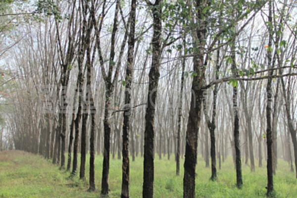 橡胶工厂与树木种植经营的共生模式 从林场到车间的可持续循环