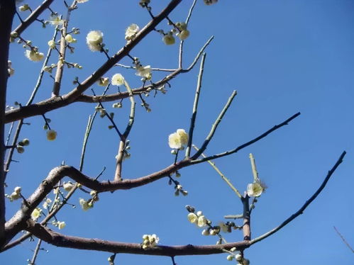 园林绿化技术详解 六大苗木修剪方法与高效树木种植经营策略