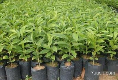 沉香树种植与沉香木市场价值探析及农副产品销售策略