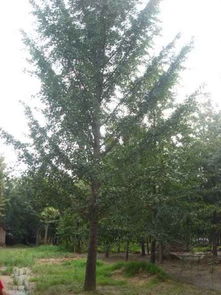 绿色生机的源泉 探访招远市兴义苗木种植专业合作社