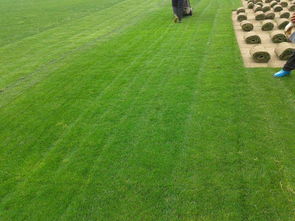 辽阳绿化新篇章 草坪种植、苗木基地与树木种植经营全解析