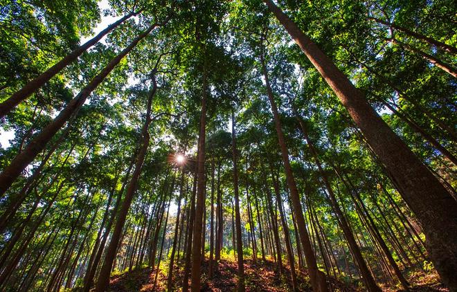 种树容易砍树难？——剖析林木采伐许可证办理的挑战与平衡